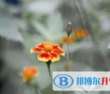 南充2022年中考体考成绩查询