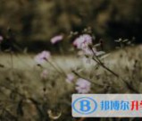 绵阳2022年中考志愿可以填几个