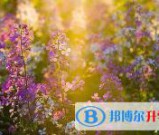 泸州2021年中考志愿可以填几个